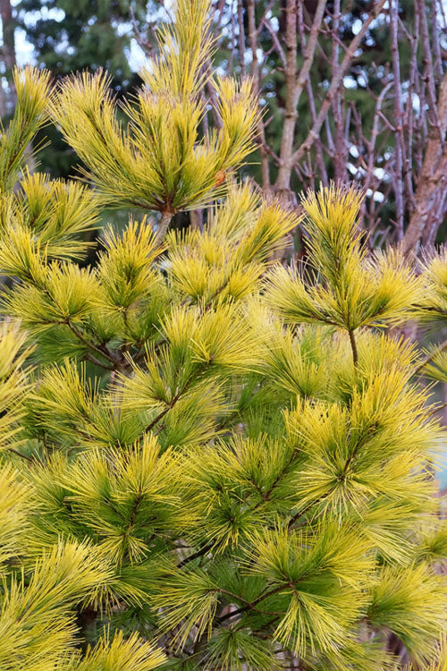  Louie Golden Eastern White Pine - 1 Gallon Pot