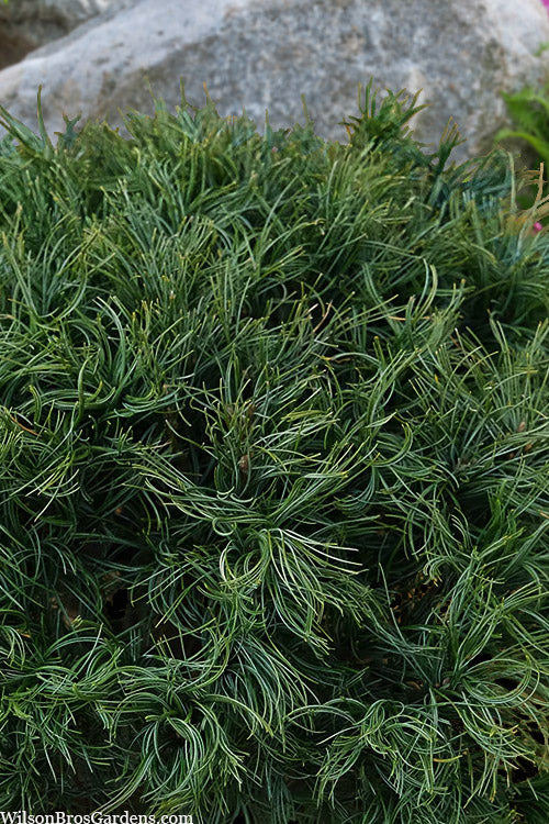  Mini Twist Dwarf Eastern White Pine - 2 Gallon Pot