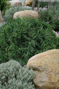  Mini Twist Dwarf Eastern White Pine - 2 Gallon Pot