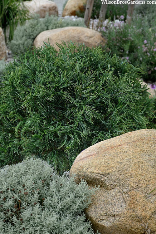  Mini Twist Dwarf Eastern White Pine - 3 Gallon Pot