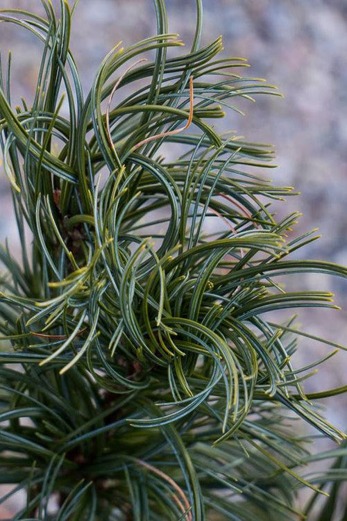  Mini Twist Dwarf Eastern White Pine - 2 Gallon Pot