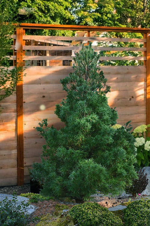  Mini Twist Dwarf Eastern White Pine - 3 Gallon Pot