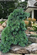  Niagara Falls Weeping Eastern White Pine - 6 Gallon Pot