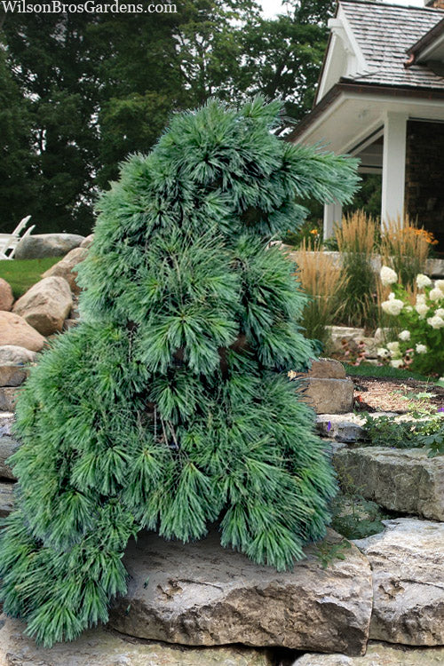  Niagara Falls Weeping Eastern White Pine - 3 Gallon Pot