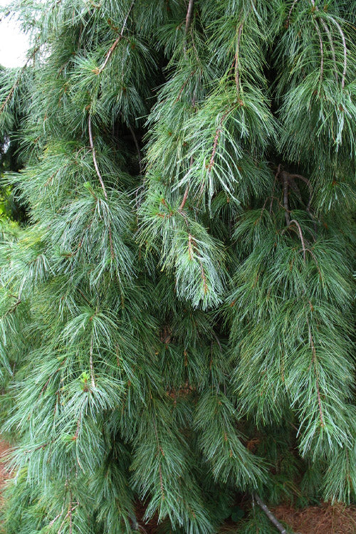  Weeping Eastern White Pine - 6 Gallon Pot