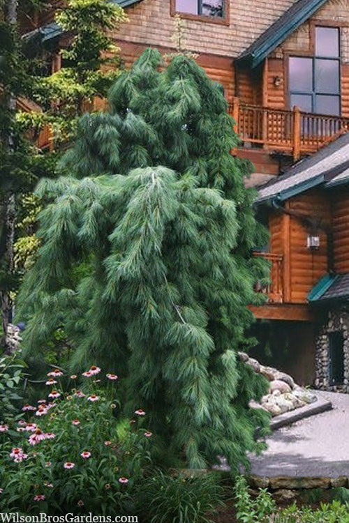  Weeping Eastern White Pine - 6 Gallon Pot
