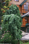  Weeping Eastern White Pine - 3 Gallon Pot