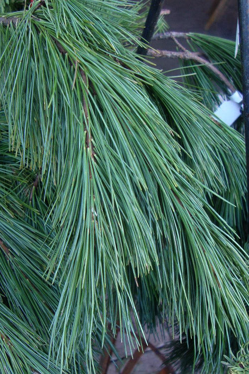  Blue Maltese Weeping Eastern White Pine - 1 Gallon Pot