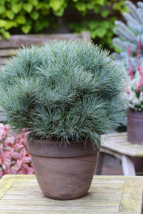  Sea Urchin Miniature Eastern White Pine - 2 Gallon Pot