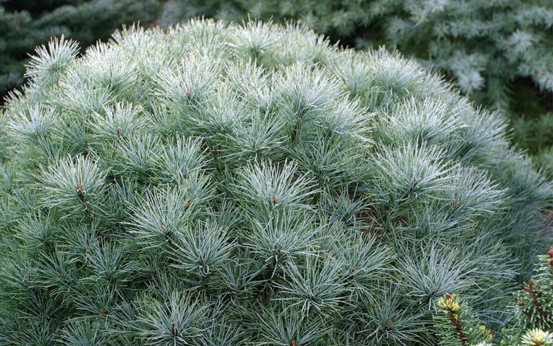  Sea Urchin Miniature Eastern White Pine - 2 Gallon Pot