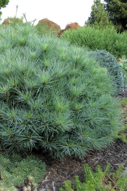  Sea Urchin Miniature Eastern White Pine - 2 Gallon Pot