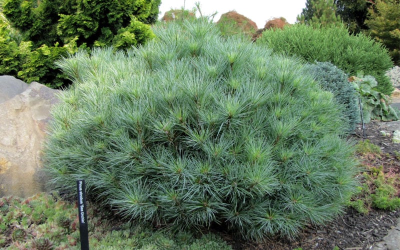  Sea Urchin Miniature Eastern White Pine - 2 Gallon Pot