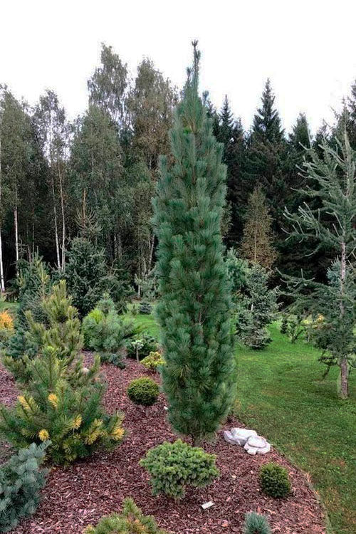  Stowe Pillar Eastern White Pine - 2 Gallon Pot