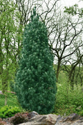  Stowe Pillar Eastern White Pine - 2 Gallon Pot