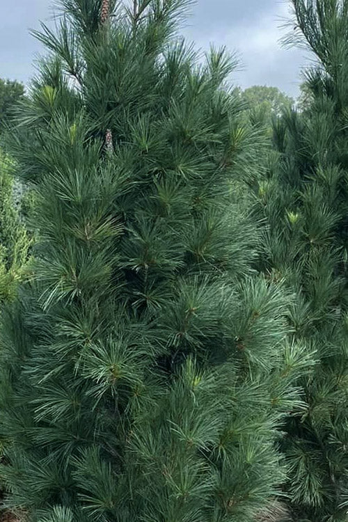  Stowe Pillar Eastern White Pine - 2 Gallon Pot