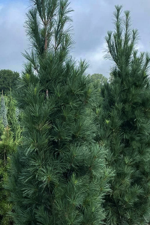  Stowe Pillar Eastern White Pine - 2 Gallon Pot