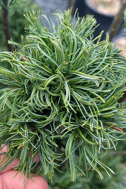  Tiny Kurls Dwarf Eastern White Pine - 1 Gallon Pot
