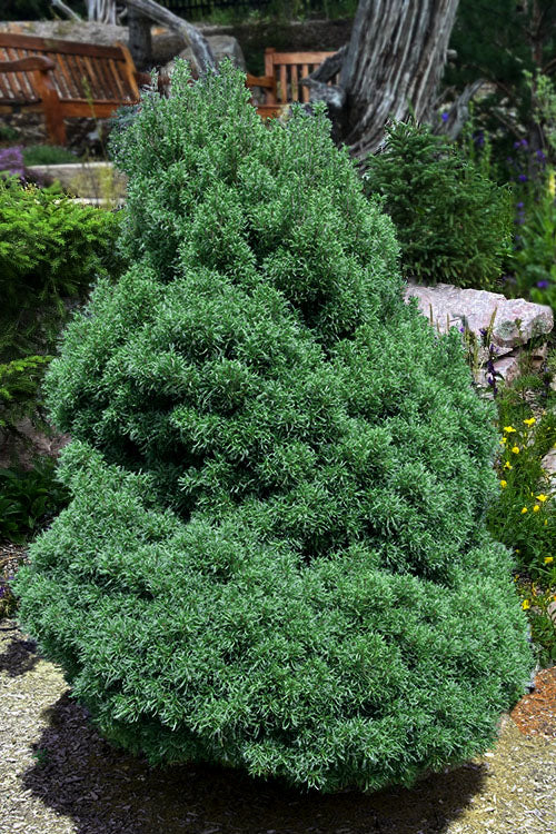  Tiny Kurls Dwarf Eastern White Pine - 1 Gallon Pot