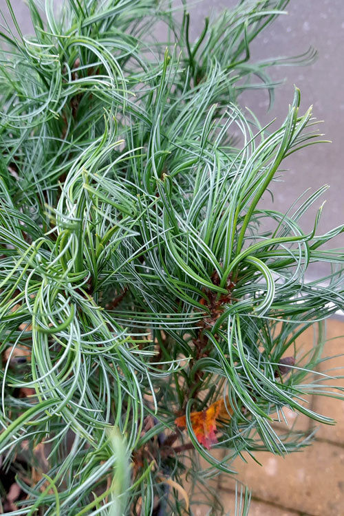  Vercurve Eastern White Pine (Pinus Strobus) - 6 Gallon Pot