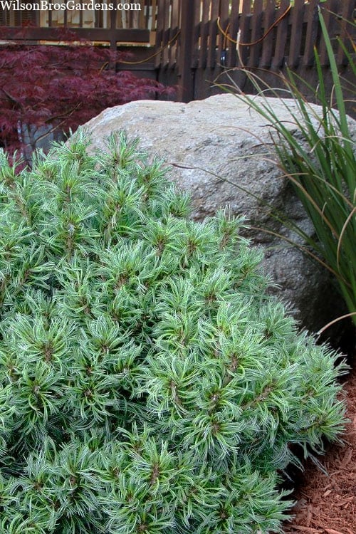 Vercurve Eastern White Pine (Pinus Strobus) - 3 Gallon Pot