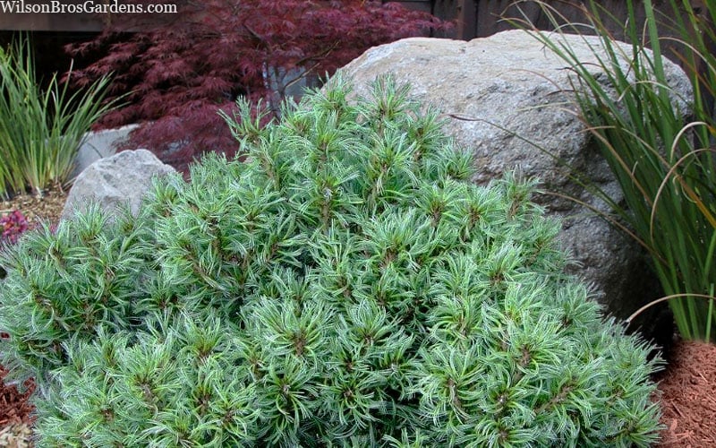  Vercurve Eastern White Pine (Pinus Strobus) - 3 Gallon Pot