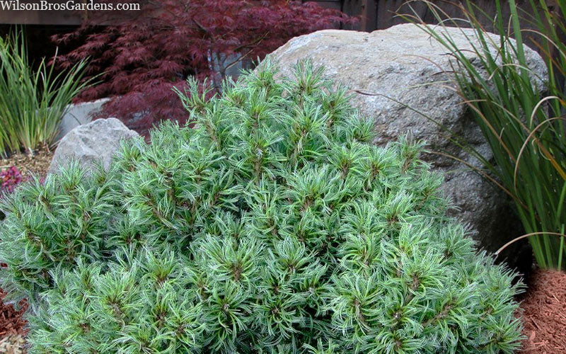  Vercurve Eastern White Pine (Pinus Strobus) - 6 Gallon Pot