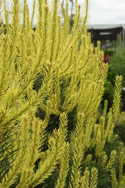  Candlelight Golden Scotch Pine - 3 Gallon Pot