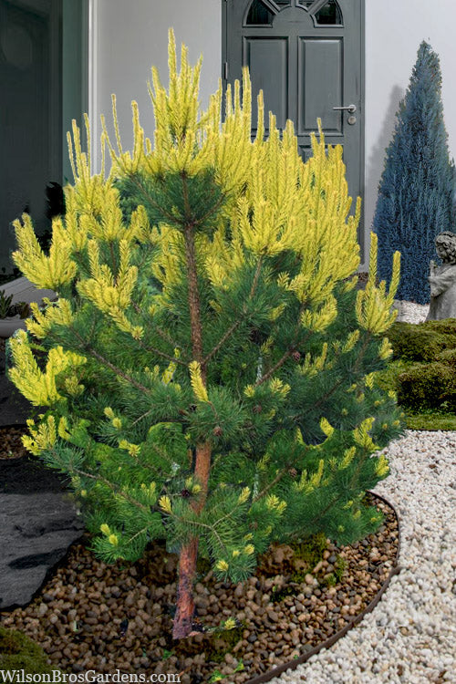  Candlelight Golden Scotch Pine - 3 Gallon Pot