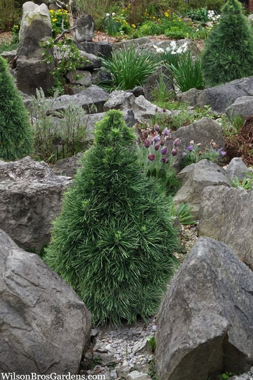  Green Penguin Scots Pine (Pinus Sylvestris) - 2 Gallon Pot