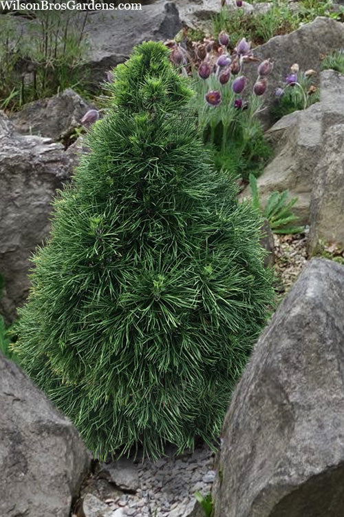  Green Penguin Scots Pine (Pinus Sylvestris) - 3 Gallon Pot