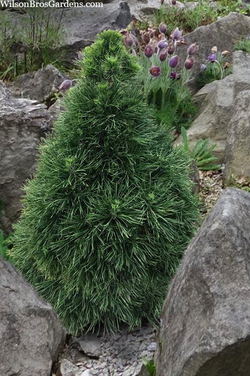  Green Penguin Scots Pine (Pinus Sylvestris) - 2 Gallon Pot