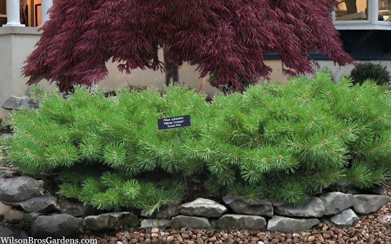  Hillside Creeper Scotch Pine (Pinus Sylvestris) - 6 Gallon Pot