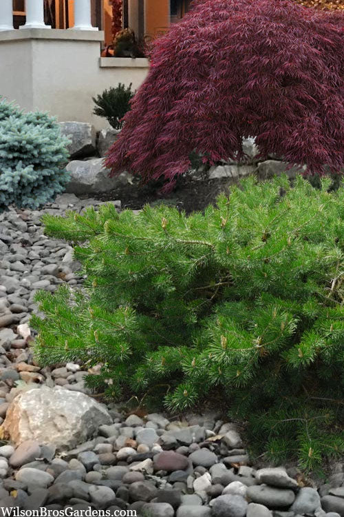  Hillside Creeper Scotch Pine (Pinus Sylvestris) - 6 Gallon Pot