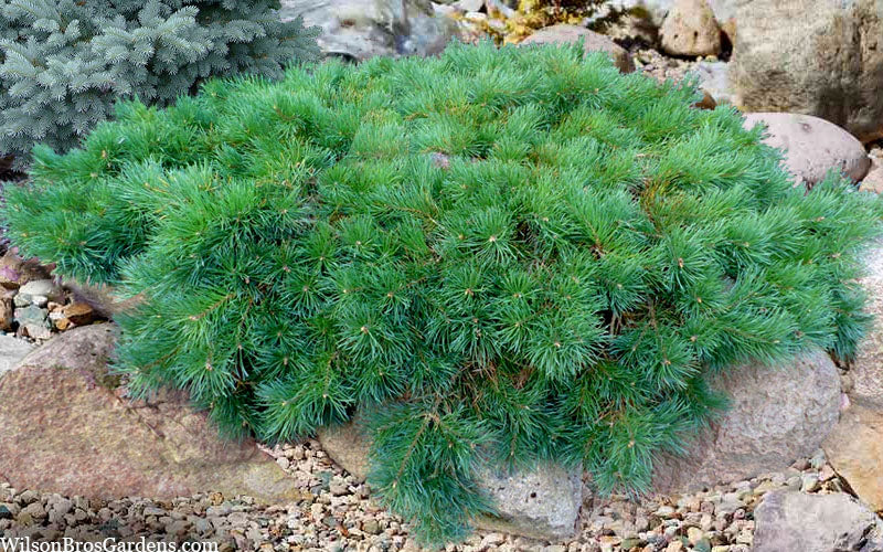  Hillside Creeper Scotch Pine (Pinus Sylvestris) - 1 Gallon Pot