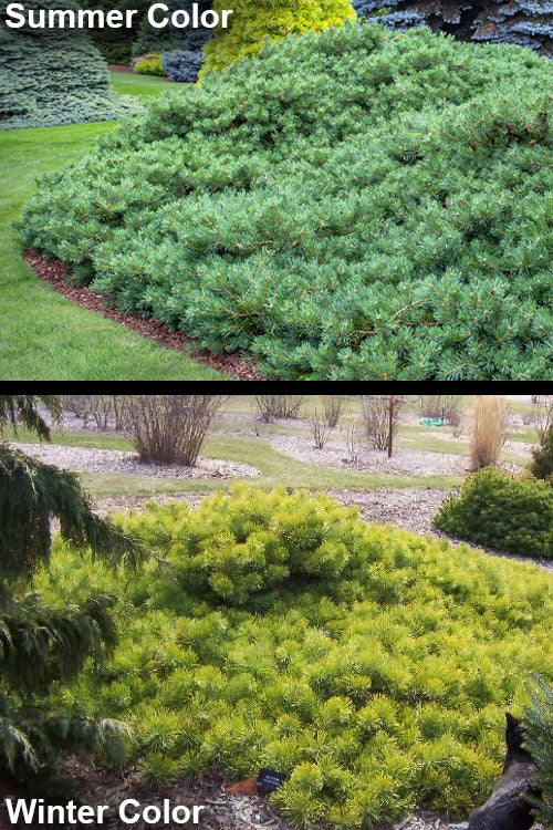  Hillside Creeper Scotch Pine (Pinus Sylvestris) - 1 Gallon Pot