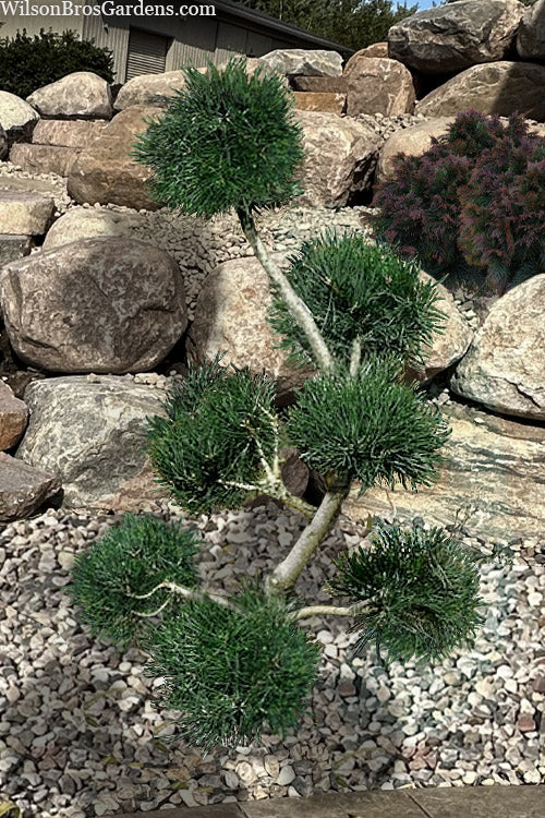  Scotch Pine Sculptured Pom Pom - 6 Gallon Pot