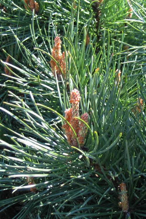  Scotch Pine Sculptured Pom Pom - 6 Gallon Pot