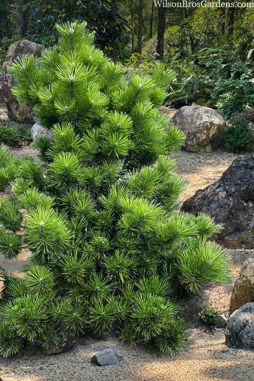  Banshosho Dwarf Japanese Black Pine - 3 Gallon Pot