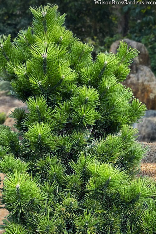  Banshosho Dwarf Japanese Black Pine - 3 Gallon Pot