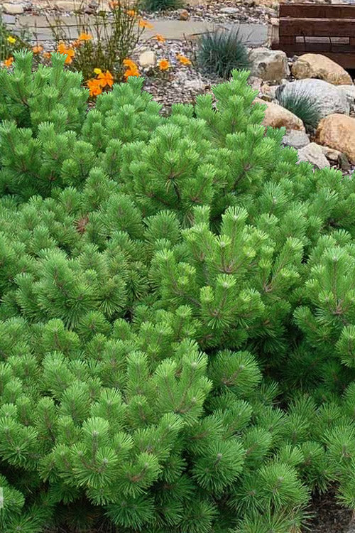  Banshosho Dwarf Japanese Black Pine - 3 Gallon Pot