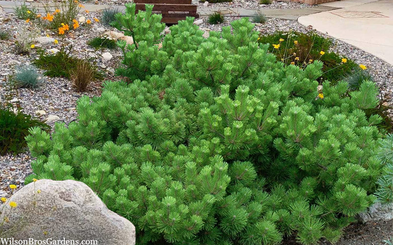  Banshosho Dwarf Japanese Black Pine - 3 Gallon Pot
