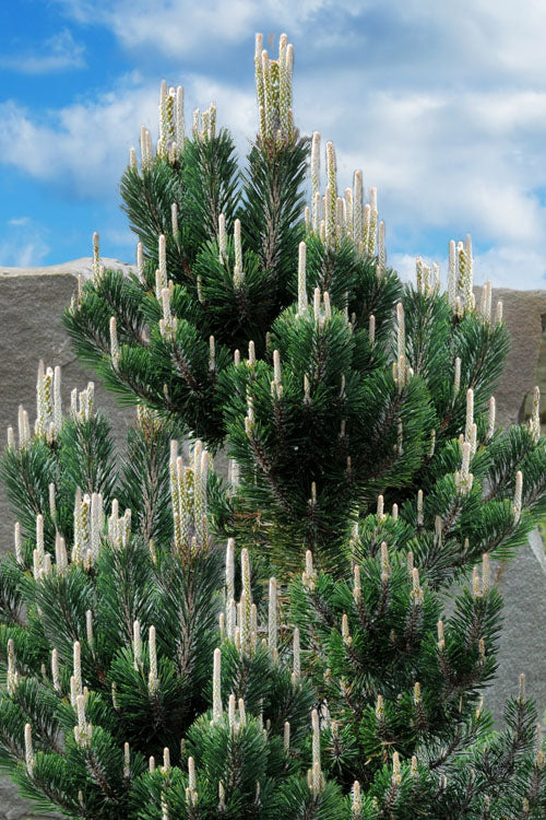  Kotobuki Japanese Black Pine (Pinus Thunbergii) - 3 Gallon Pot