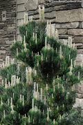  Kotobuki Japanese Black Pine (Pinus Thunbergii) - 3 Gallon Pot