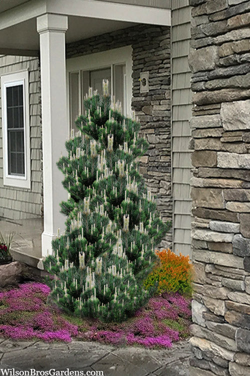  Kotobuki Japanese Black Pine (Pinus Thunbergii) - 3 Gallon Pot