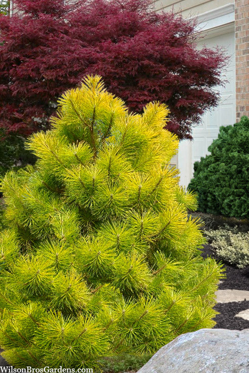  Golden Japanese Black Pine (Pinus Thunbergii 'Ogon') - 6 Gallon Pot