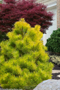  Golden Japanese Black Pine (Pinus Thunbergii 'Ogon') - 3 Gallon Pot