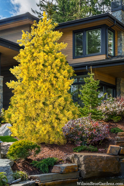  Wate's Golden Virginia Pine - 1 Gallon Pot