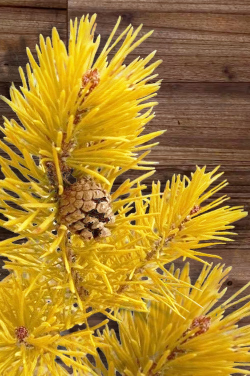  Wate's Golden Virginia Pine - 1 Gallon Pot