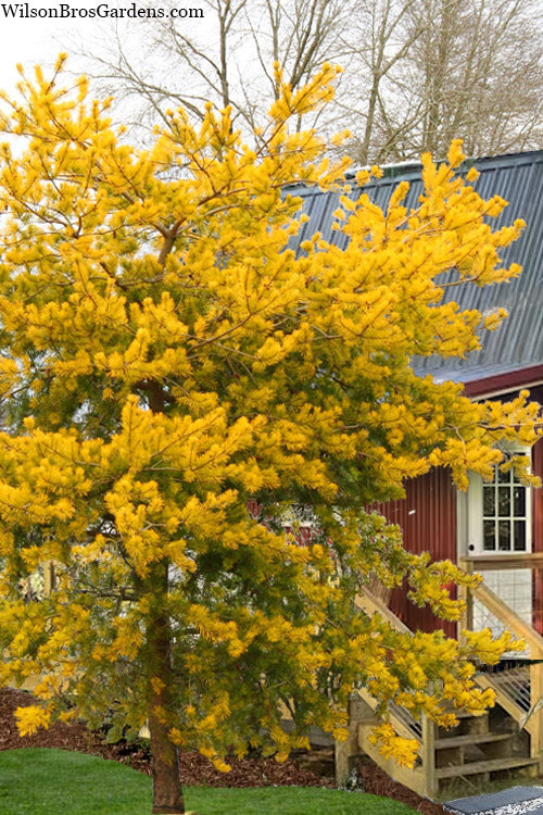  Wate's Golden Virginia Pine - 1 Gallon Pot
