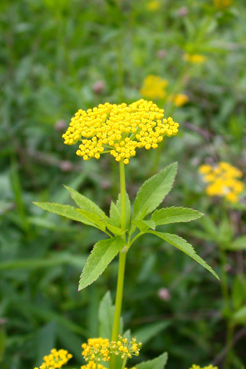  Golden Alexanders Plant (Zizia Aurea) - 1 Gallon Pot